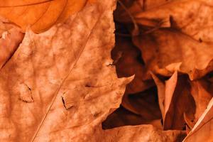 Fall coloured leaves laying overtop each other.