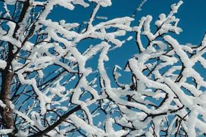 Snow covered branches against a deep blue sky