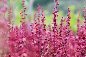 Pink flowers with green fields behind
