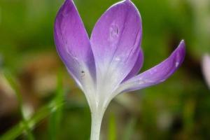 Closeup of a purple crocus flower in the grass