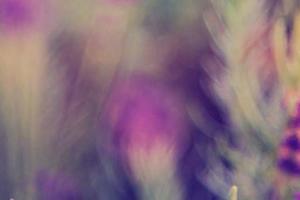 Purple flowers with blurred background
