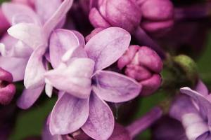 Closeup of open and closed flowers on a lilac bush