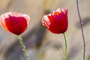 Two red poppies in a field