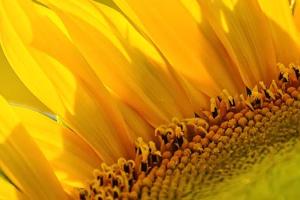 corner of a sunflower