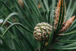 Small pinecone on tree surrounded by pine needles