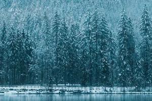 Snow covered pine trees beside a lake