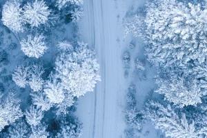 Snow covered trees from above