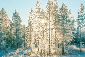 Sunlight shining through snow covered trees