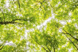 Canopy of green trees