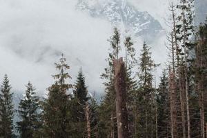View of tree tops with clouds and a mountain in the background
