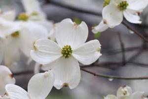 Cluster of small white flowers