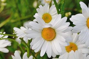 Cluster of white daisies