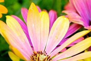 Yellow and pink daisies
