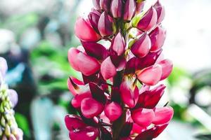 Red and purple flowers in front of blurred background