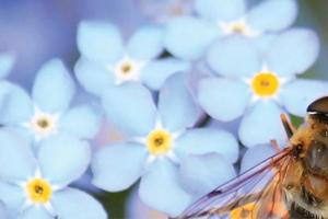 Bee pollinating blue flowers